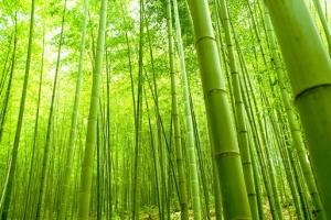 bamboo-alberi.jpg
