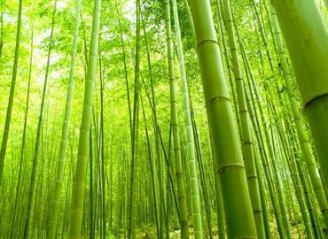 bamboo-alberi.jpg