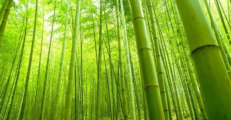 bamboo-alberi.jpg